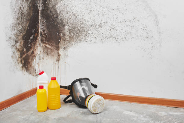 Best Residential Mold Removal  in Silver Creek, NY