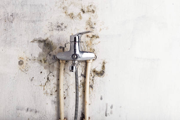 Best Home Mold Removal  in Silver Creek, NY