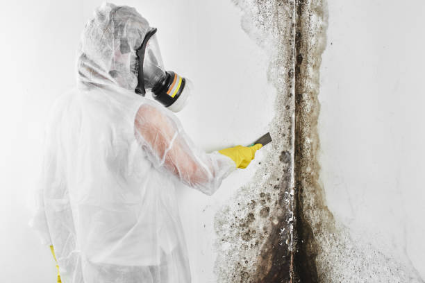 Best Black Mold Removal  in Silver Creek, NY