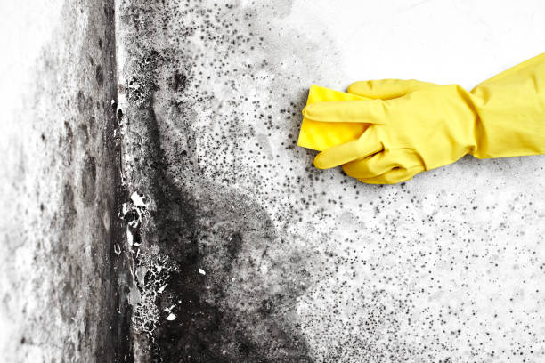 Best Mold Damage Repair  in Silver Creek, NY