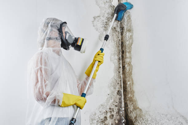 Best Emergency Mold Removal  in Silver Creek, NY