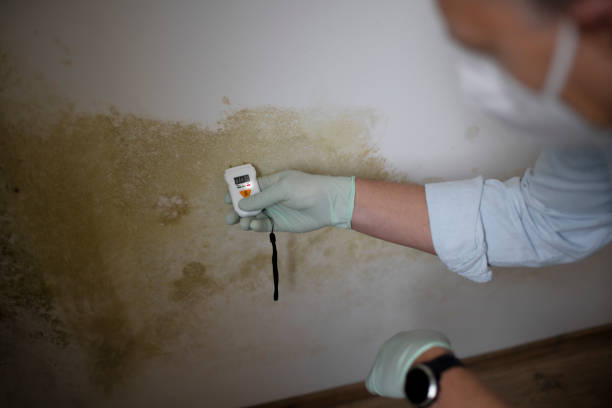 Crawl Space Mold Removal in Silver Creek, NY