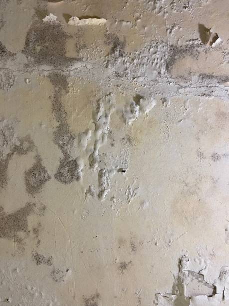 Best Black Mold Removal  in Silver Creek, NY