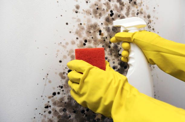 Trusted Silver Creek, NY Mold Removal Experts