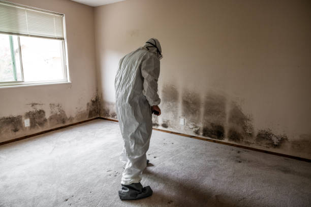 Best Crawl Space Mold Removal  in Silver Creek, NY