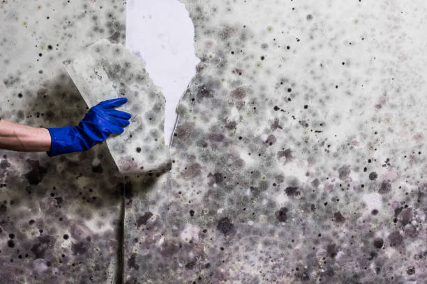 Best Professional Mold Removal  in Silver Creek, NY