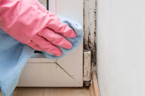 Best Office Mold Removal Services  in Silver Creek, NY
