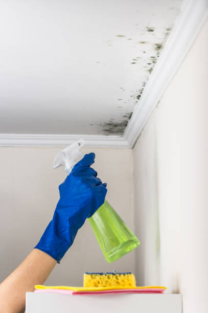Best Best Mold Removal Companies  in Silver Creek, NY