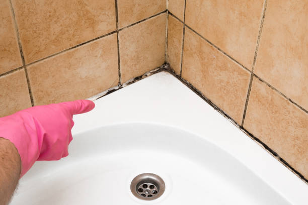 Best Residential Mold Removal  in Silver Creek, NY