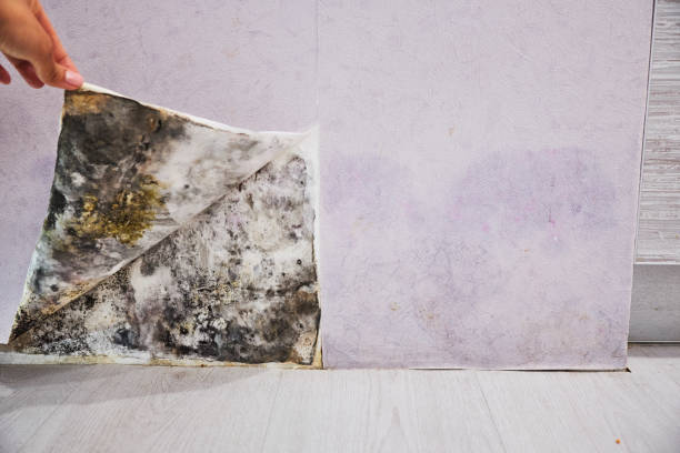 Best Affordable Mold Removal  in Silver Creek, NY